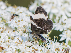 Trichodezia albovittata