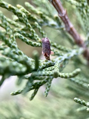 Walshomyia juniperina