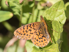 Boloria epithore