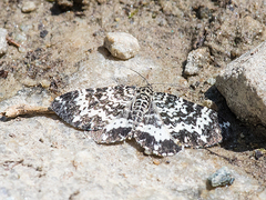 Rheumaptera hastata