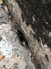 Corinnidae