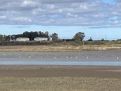 Phoenicopterus chilensis