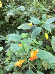 Impatiens capensis