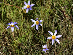 Romulea tabularis