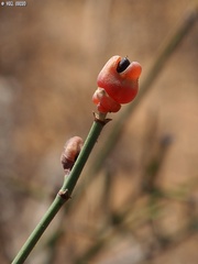 Ephedra aphylla