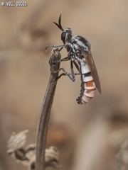 Ancylorhynchus rufocinctus