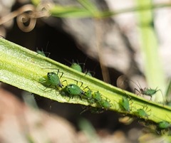 Macrosiphini