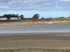 Phoenicopterus chilensis