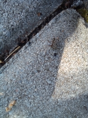 Formica cinerea