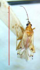 Nesidiocoris tenuis