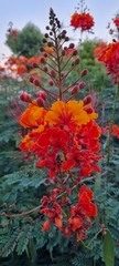 Caesalpinia pulcherrima