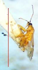Nesidiocoris tenuis