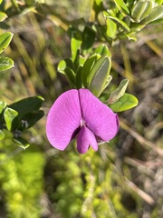 Podalyria buxifolia