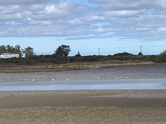 Phoenicopterus chilensis