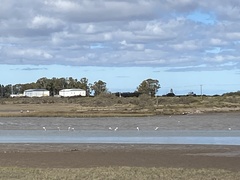 Phoenicopterus chilensis