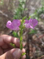 Agalinis heterophylla