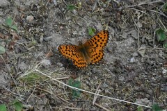 Boloria