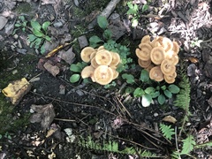 Desarmillaria