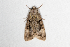 Anaplectoides prasina