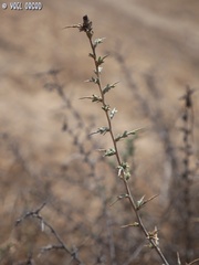Noaea mucronata
