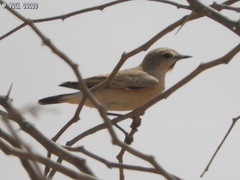 Oenanthe isabellina
