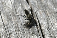 Coleomyia