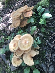 Desarmillaria