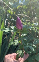 Hibiscus syriacus