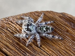 Phidippus otiosus