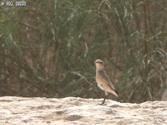 Oenanthe isabellina