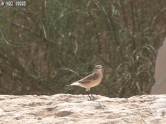 Oenanthe isabellina
