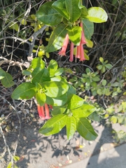 Iochroma fuchsioides
