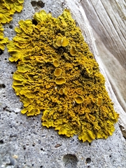 Xanthoria
