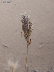 Bromus scoparius