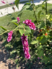 Persicaria orientalis