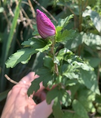 Hibiscus syriacus