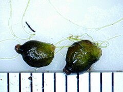 Potamogeton obtusifolius