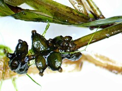 Potamogeton obtusifolius
