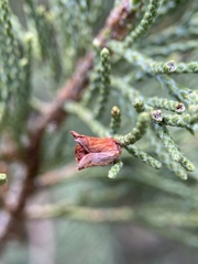 Walshomyia juniperina