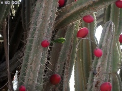 Cereus repandus