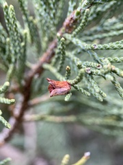 Walshomyia juniperina