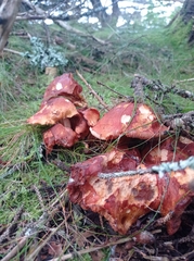 Gymnopilus penetrans