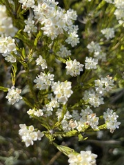 Lachnaea diosmoides
