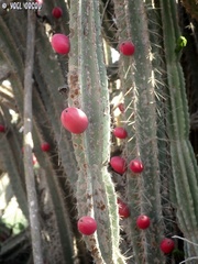 Cereus repandus