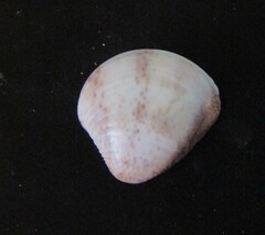 Anomalocardia flexuosa