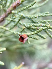 Walshomyia juniperina