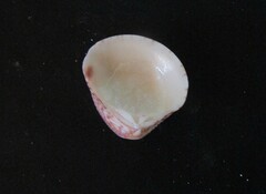 Anomalocardia flexuosa