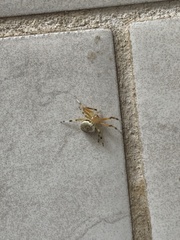 Araneus thaddeus