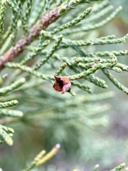 Walshomyia juniperina