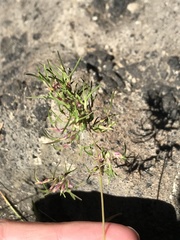 Poa alpina